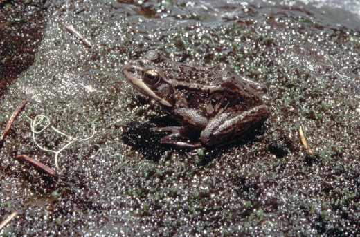 Froggy sun bathing.