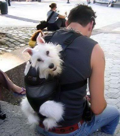 Get a Pet Sling or a Dog Backpack for Hands-Free Convenience