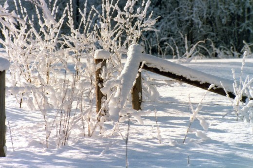 Along the Fence 
