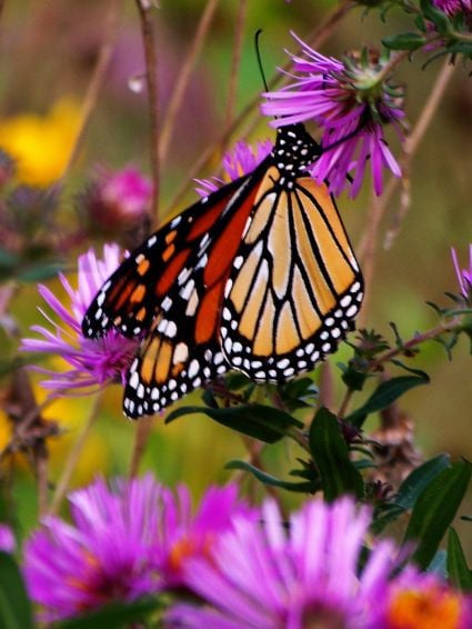 Monarch Butterfly on purple Aster in Iowa by Author