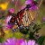 Monarch Butterfly on purple Aster in Iowa by Author