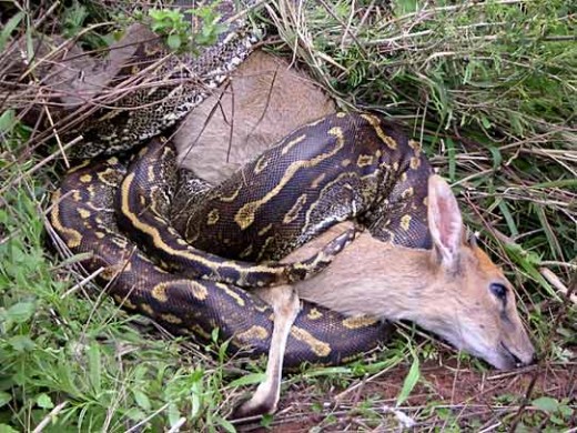 Here is a Rock Python in the wild with its captured prey