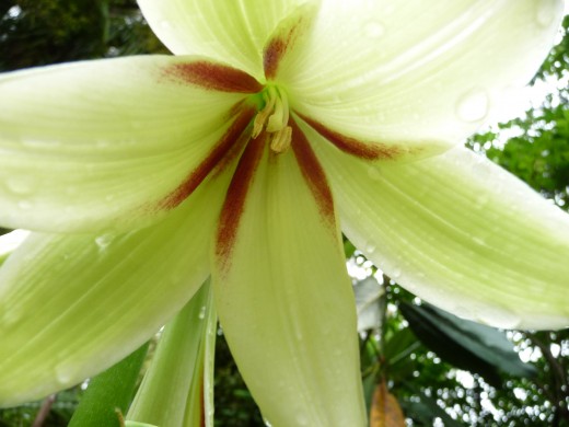 A Cardiocrinum Giganteum