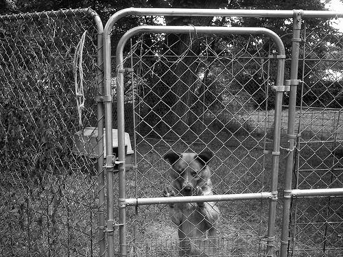 Chain-Link Dog Pen with Plastic Kennel