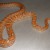 This Corn Snake is close to the same colors you would see in a corn snake in the wild. 