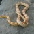 Here is a Red Albino Corn Snake