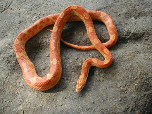 Here is a Motley Colored Corn Snake