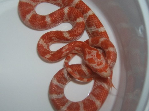 Here is a Motley Banded Corn Snake