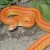 Here is a Amelanistic Striped Corn Snake