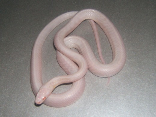 Here is a Blizzard or White Corn Snake