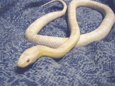 Here is a Snow Colored Corn Snake