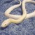 Here is a Snow Colored Corn Snake