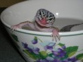 Leopard Geckos As Pets