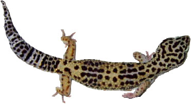Adult Female Leopard Gecko