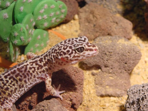 Another beautiful Leopard Gecko