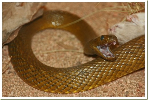 Inland Taipan snake