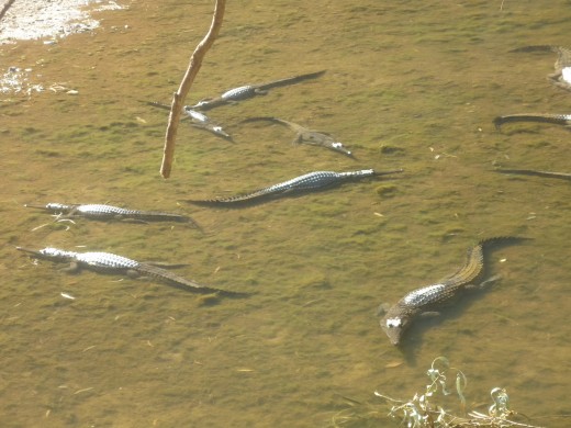 Freshwater Crocodile, Windjana Gorge