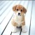 image taken from http://thundafunda.com/wp-content/uploads/2007/09/019pet-animal-dog.jpg image taken from http://thundafunda.com/wp-content/uploads/2007/09/019pet-animal-dog.jpg