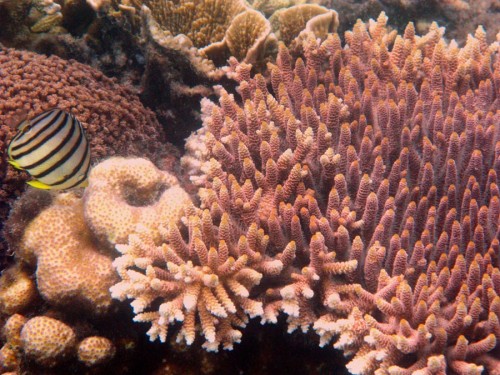 A view under Kepulauan Seribu water (Photo: William Sebastian, Foto Kita, National Geographic Indonesia)