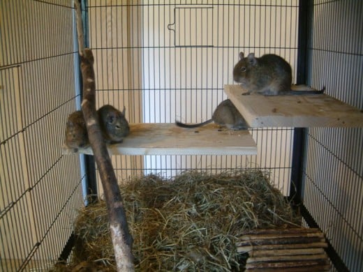 You really need to keep three or more Degu's together in a large cage or enclosure for them to be happy. 