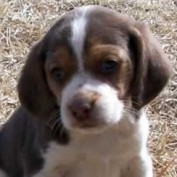 jess444 profile image