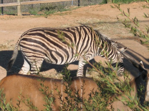 Zebra at the Australian National Zoo