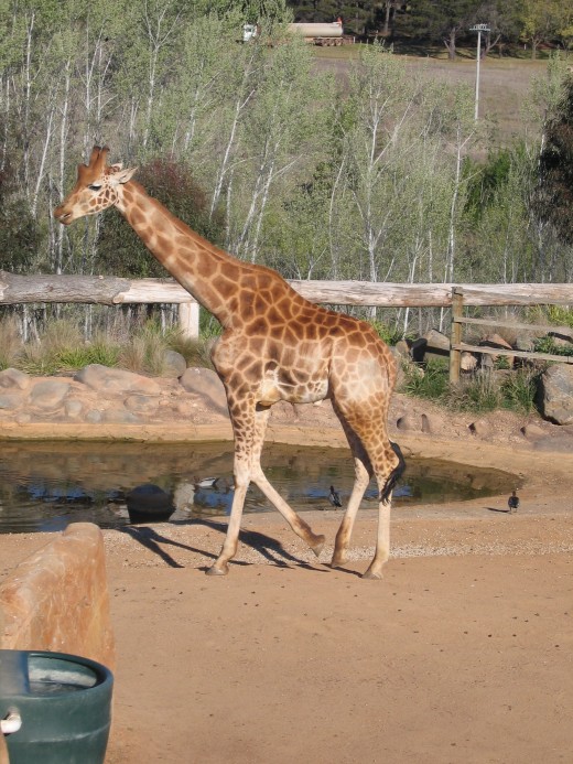 Giraffe at at the Australian National Zoo