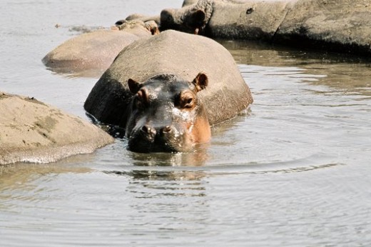 Hippo in River