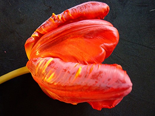 Side view of tulip against a black mat