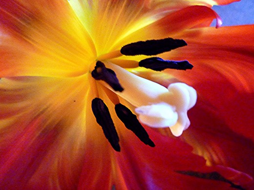 Closeup of the inside of a tulip flower