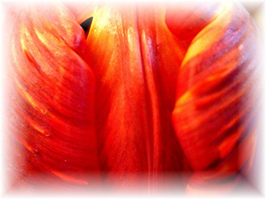 Closeup of tulip petals