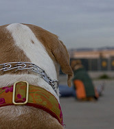 flickr by Greenkozi