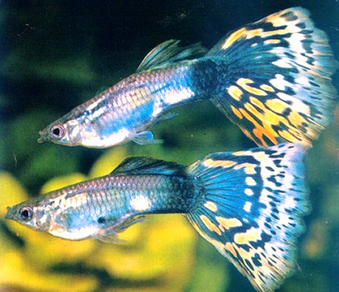 The colorful guppies. Photo from tripod.com