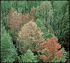 The Southern Pine Beetle kills thousands of trees every year. Utilize this source to reduce home heating costs and help the environment.