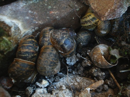 Garden snails under one brick!