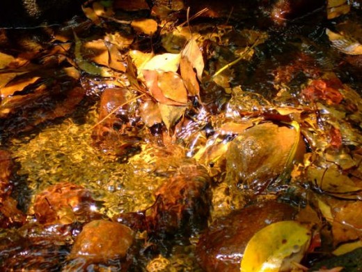 Colorful leaves fallen in the stream. photo taken by Marian Gagliardi
