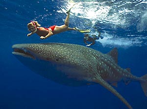 Whale shark or "butanding" which are docile and you can  swim with them at Sorsogon Island, Philippines, photo courtesy of http://www.kansaiscene.com/2006_07/images/travel_shark2.jpg