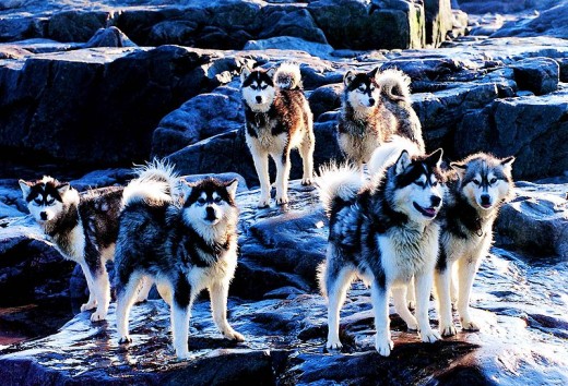 Canadian Eskimo Dog Team on the Rocks