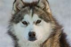 Dog Sledding Dogs:  The Canadian Eskimo Dog