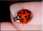 If you find a ladybird inside your house in winter, it will not survive because it is too warm and dry. You can help it by putting it outside, in a sheltered place, such as a shed, unheated garage, a log pile or in a ladybird hotel. Dont put it on tw
