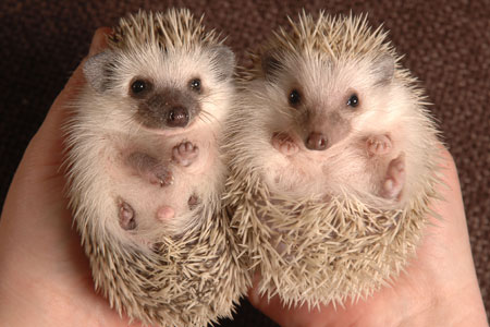 Hedgehogs are exotic pets.They have only been kept as pets for a couple of decades. 