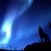 Azur Moon Wolf profile image