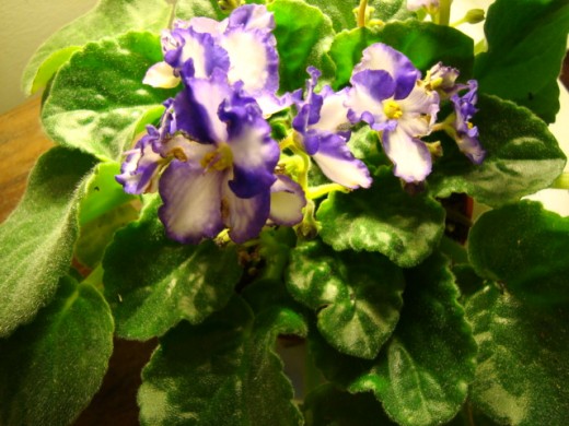 An African Violet grown under artificial lights