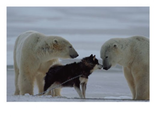 Download Dog Sledding Dogs: The Canadian Eskimo Dog | HubPages