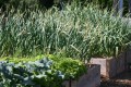 Beginner’s Guide to Planning a Vegetable Garden