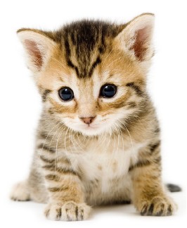 You need to learn everything you can about feline leukemia and how to protect your feline friend from it. You want your feline friend to be safe and protected. 