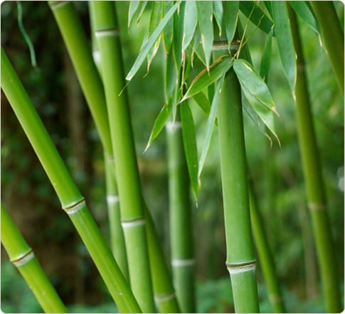 "What shakes the bamboo forests?" -Master Akira Watanabe