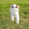 kittens4dj profile image