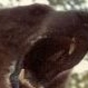 BartTheBear profile image