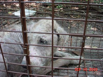 One of the dogs bred in the mills.